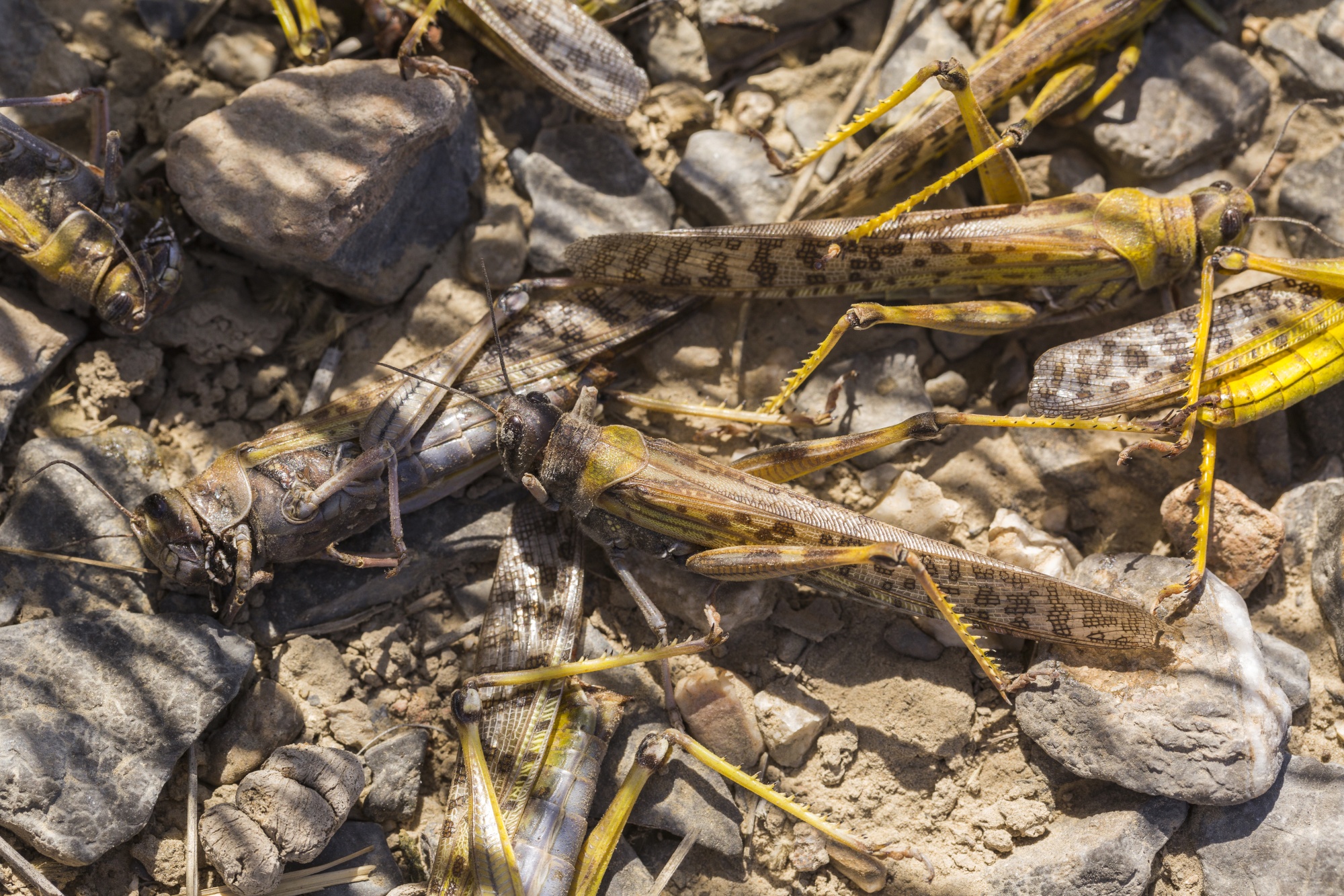 Locusts on the ground in a wheat field.