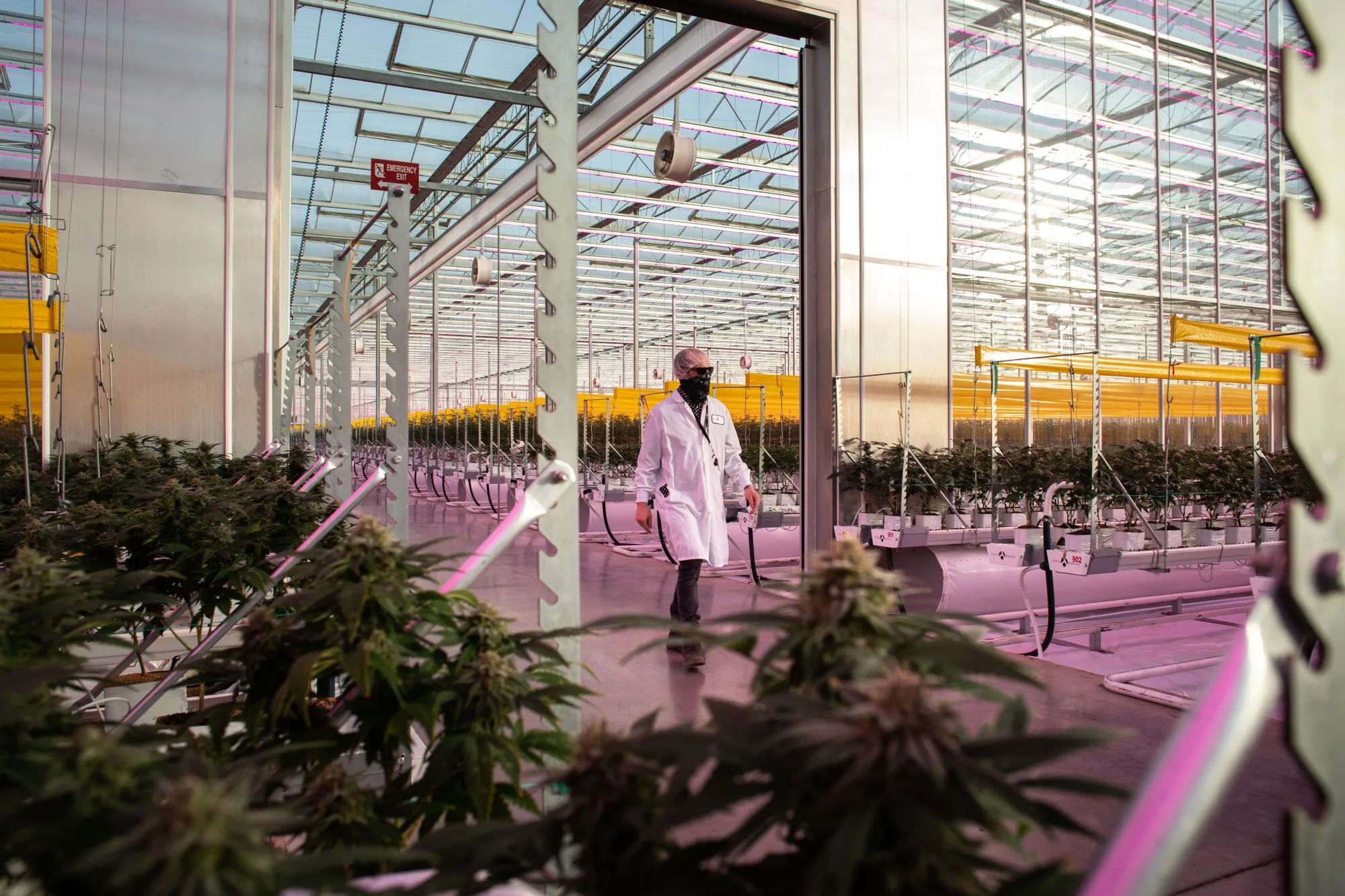 A worker&nbsp;walks through the grow room of an Aphria facility in Leamington, Canada.&nbsp;