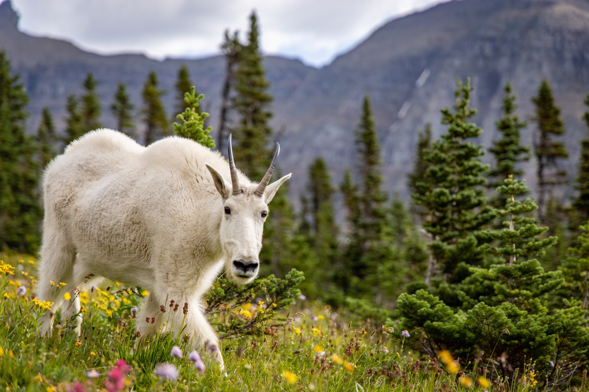 Climate Change Pits Mountain Goats Against Bighorn Sheep In American 