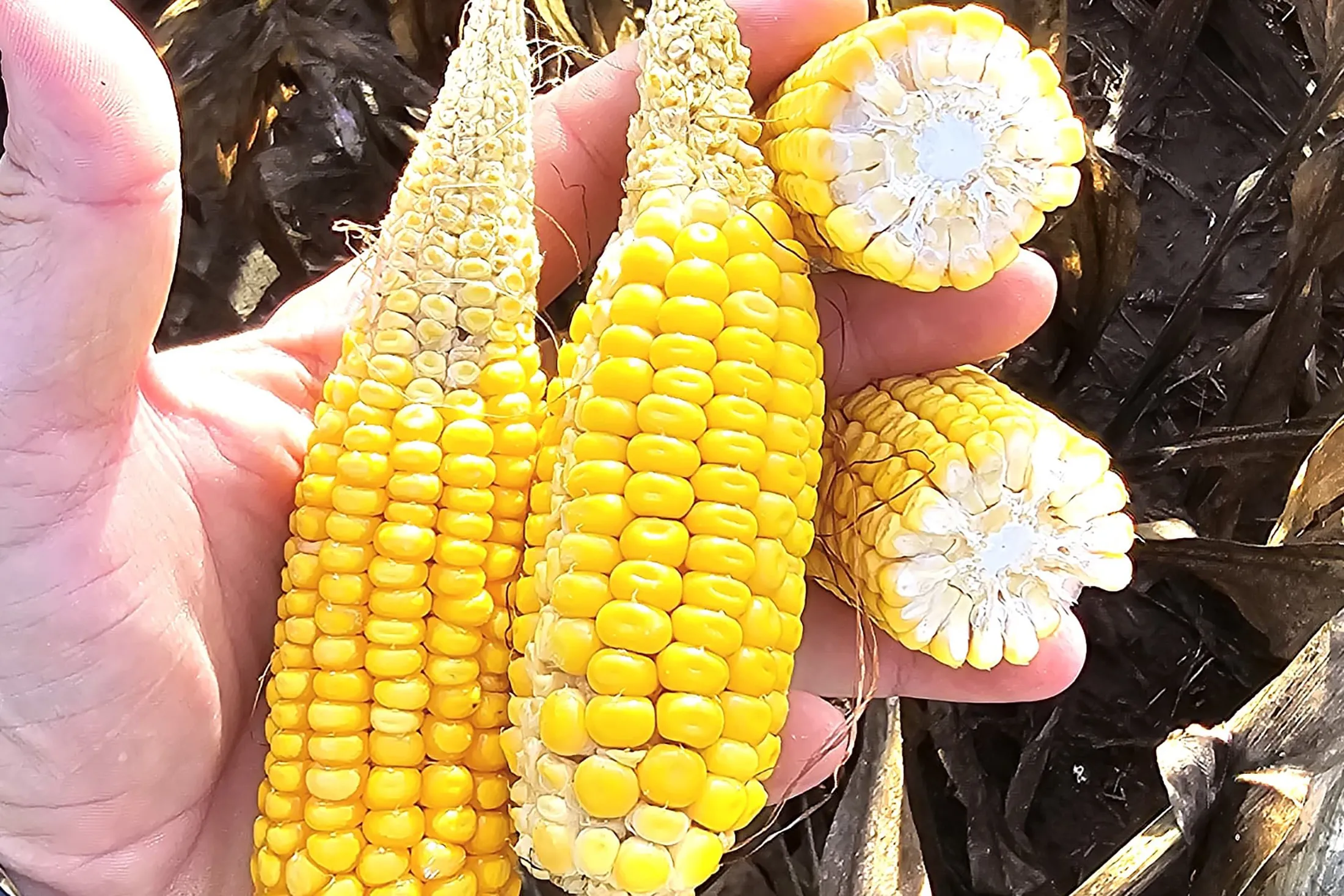A damaged corn crop from insect carried spiroplasma in Santiago del Estero province, Argentina.