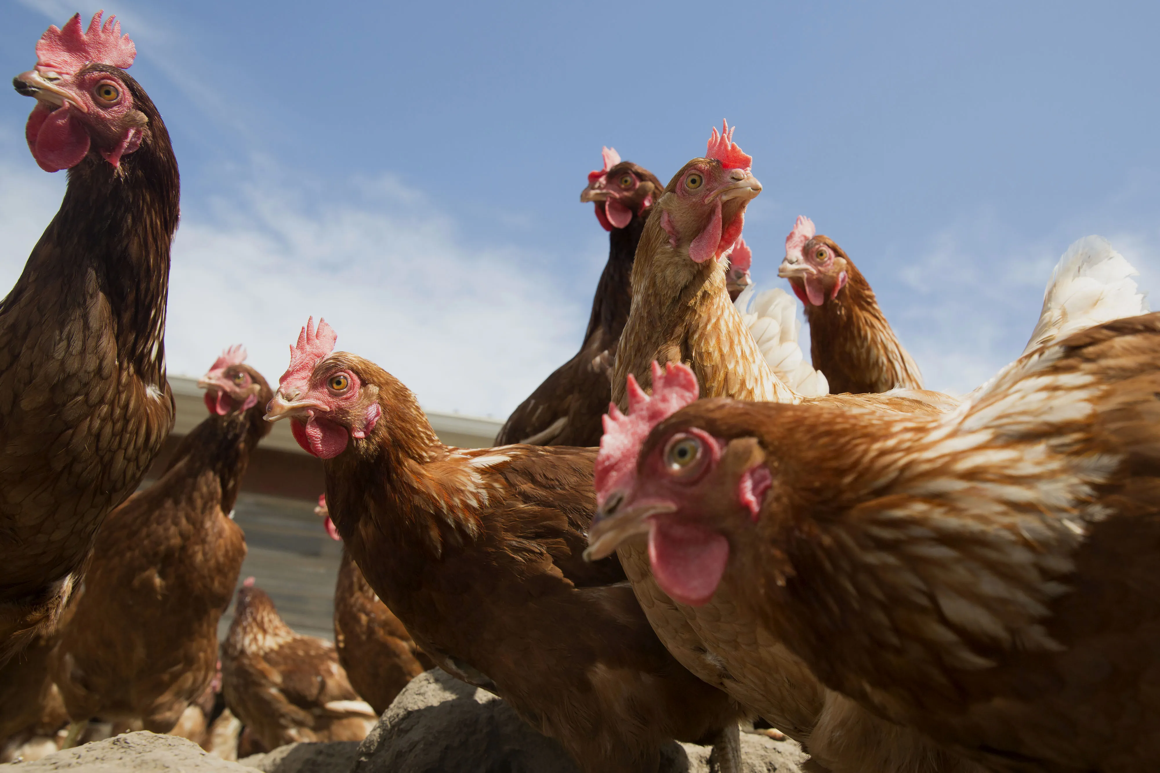 Chickens at a certified organic family run farm, in Sheffield, Illinois, U.S.

