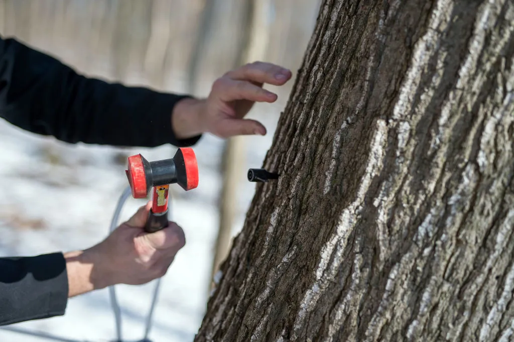 A worker taps a maple tree