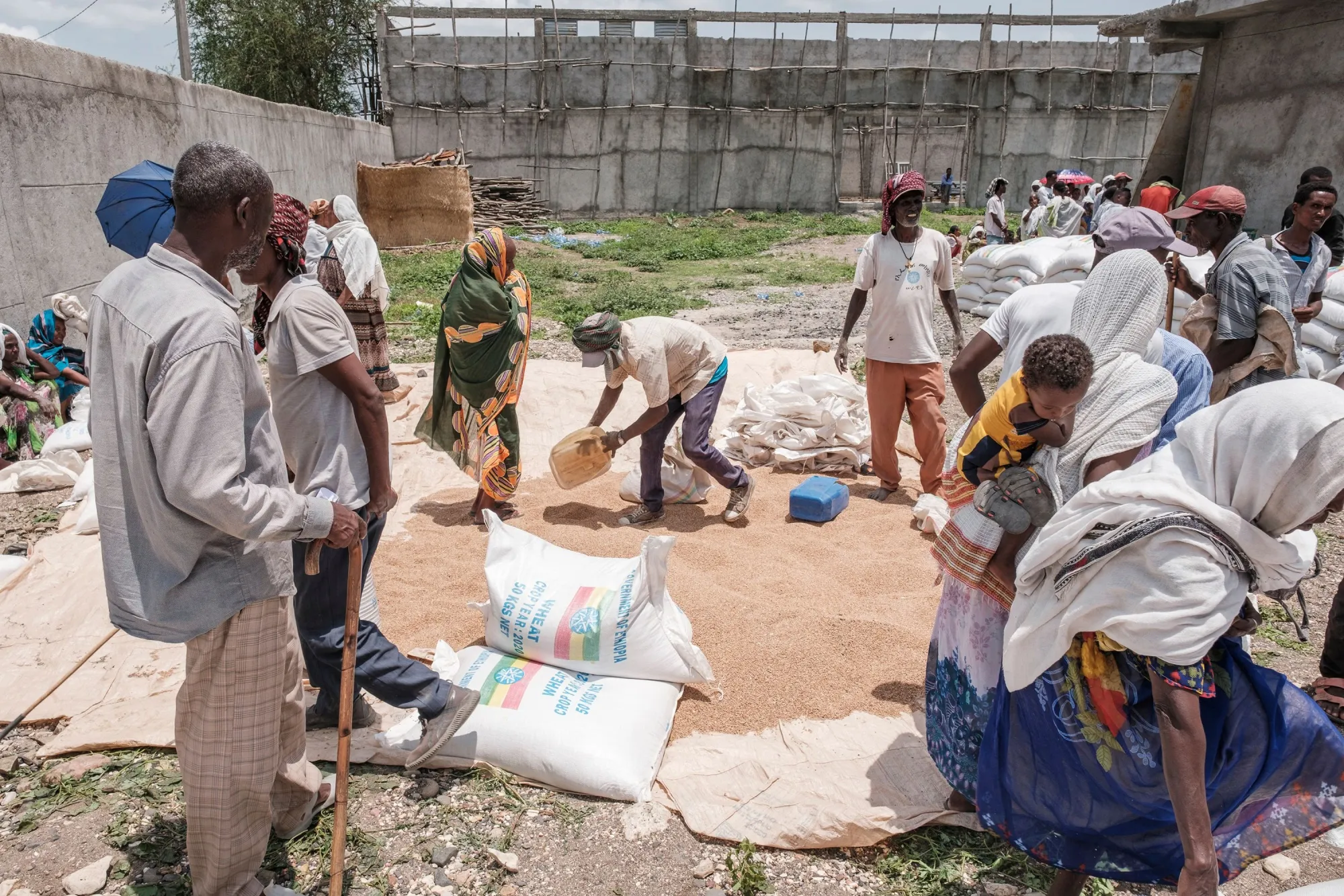 People&nbsp;collect&nbsp;wheat during food distribution&nbsp;in the Tigray Region, Ethiopia.