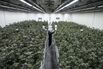 Thailand Plans New Cannabis Rules to Rein in Dispensary Boom