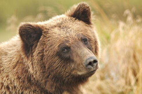 Grizzly Bear