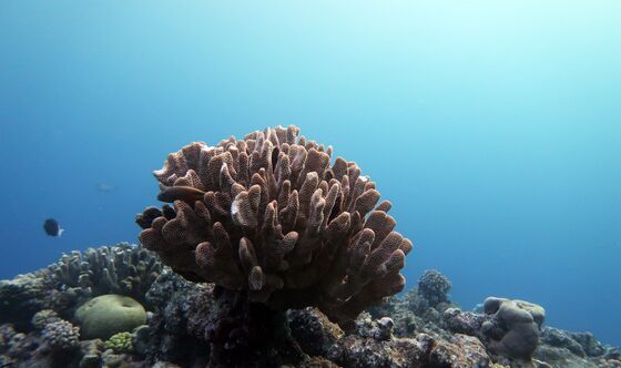 Baby Coral Deaths Threaten the Great Barrier Reef’s Recovery