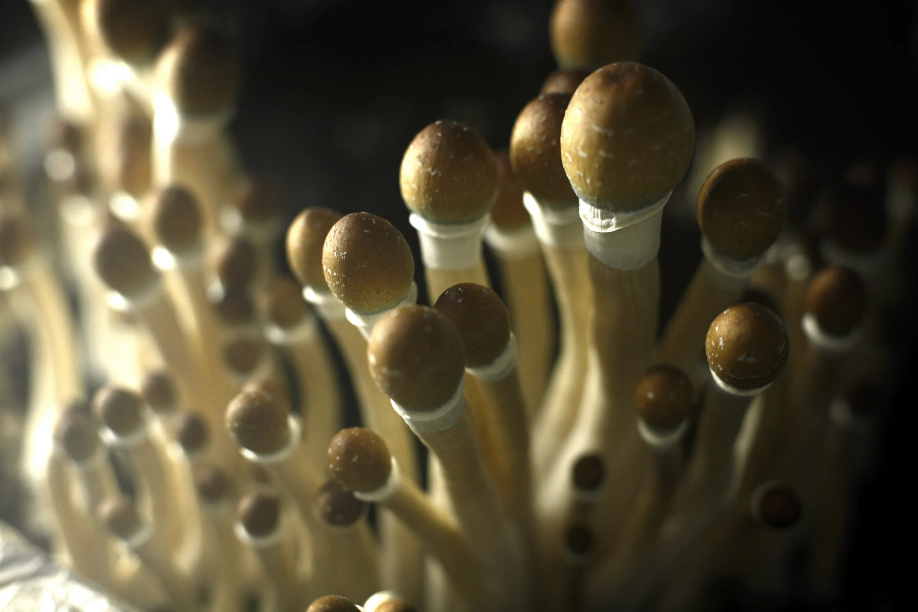 Psilocybin mushrooms ready to be harvested.