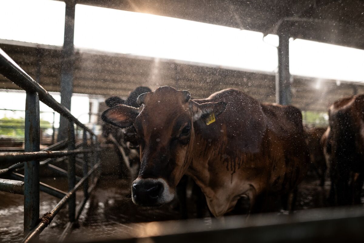 Cars Powered by Cow Dung Show India a Way to Ease Fuel Crunch
