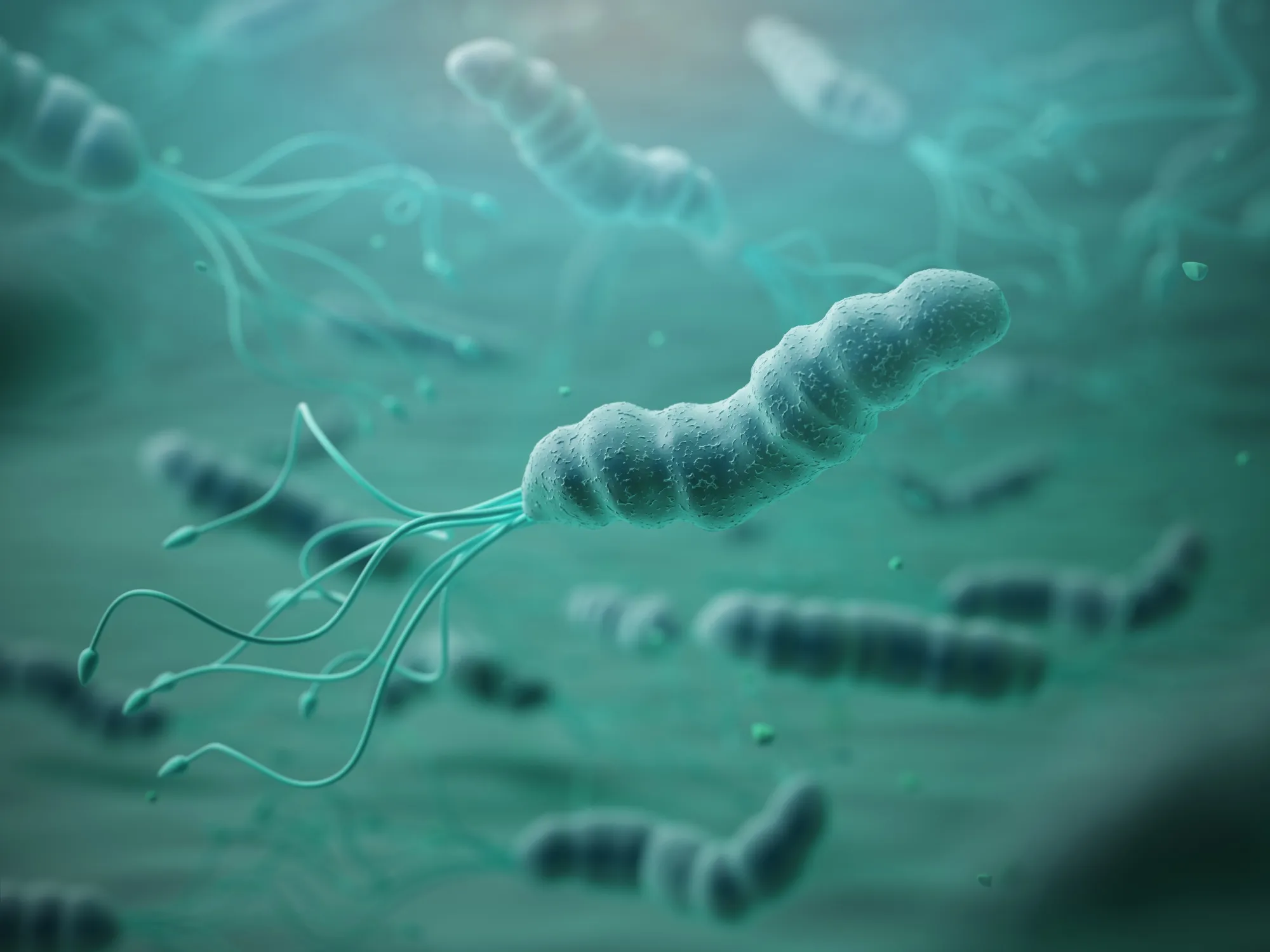 Helicobacter pylori bacteria.
