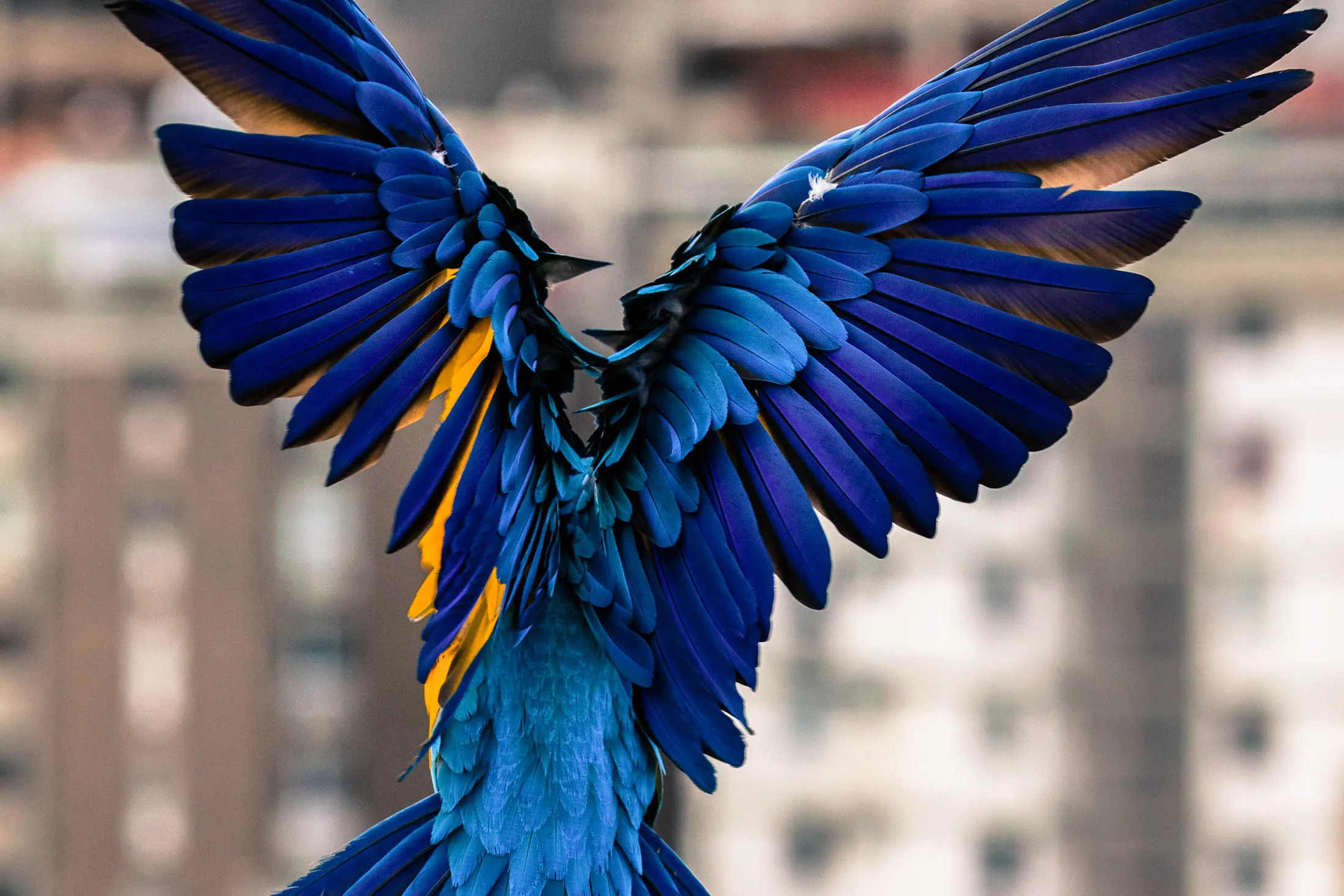 VENEZUELA MACAWS