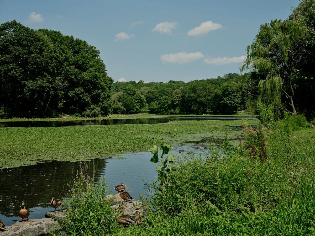 Why New York Wants to Dig Up a Buried Stream
