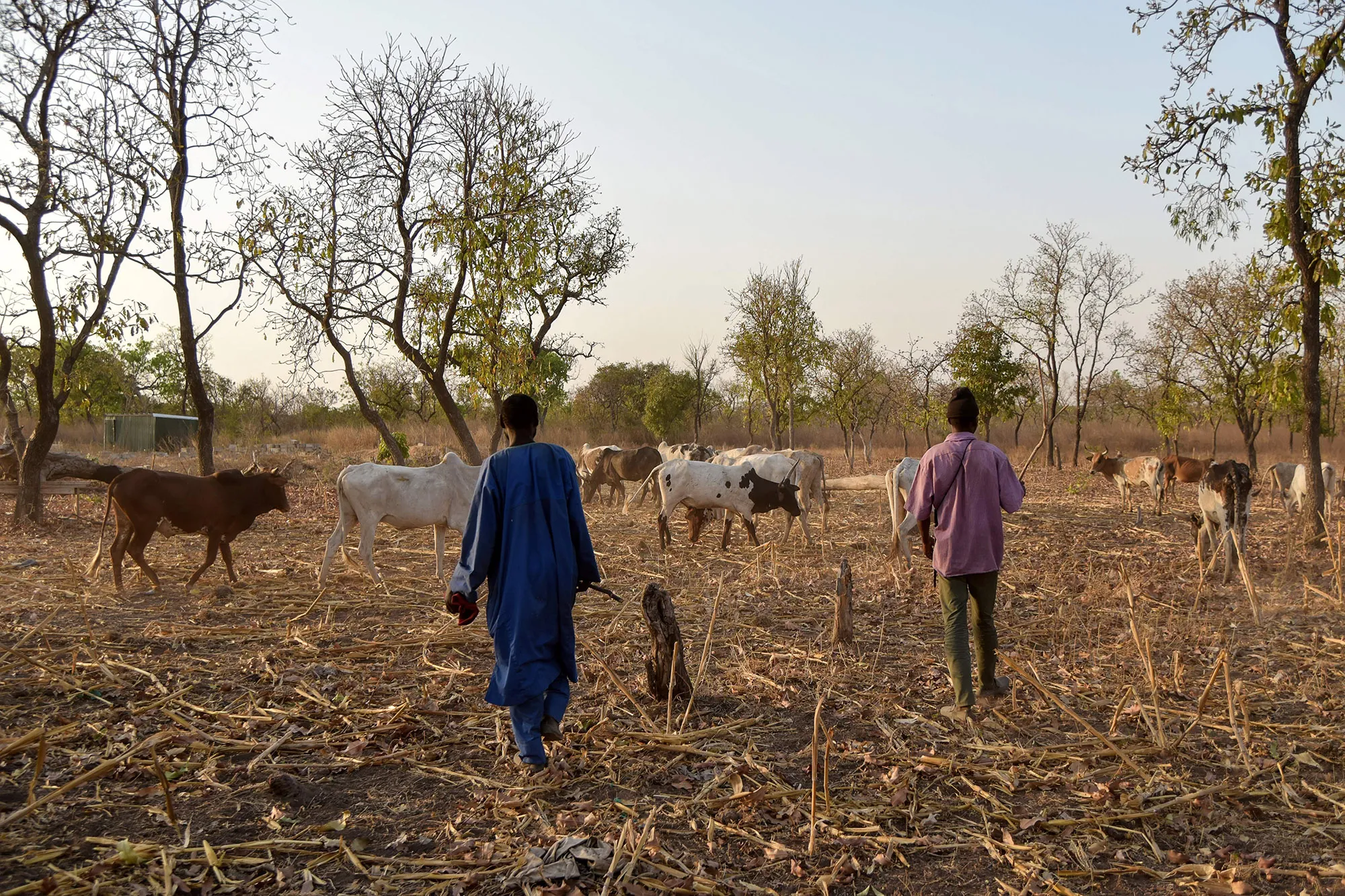 Farmers guide cattle to graze in a millet field&nbsp;in northeastern Ivory Coast.
