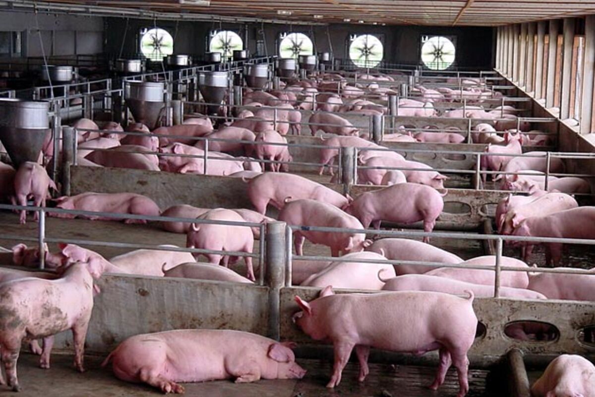 Свиньи как бизнес видео. Доращивание поросят на свинокомплексе. Свиньи на ферме. Современный свинарник. Современные свинокомплексы.