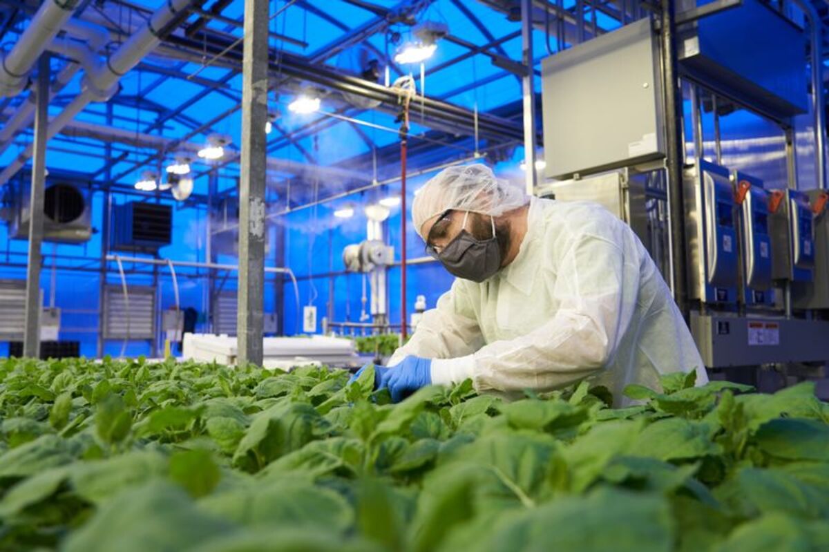 Quebec-based Producer of the COVID-19 vaccine, Medicago, will close Medicago Covid Shot Faces WHO Rejection Over Company's Tobacco Links - Bloomberg