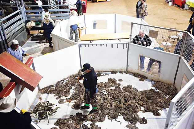 Rattlesnake hunters brought 1,000 live vipers to last year’s Rattlesnake Round-Up in Sweetwater, Tex.