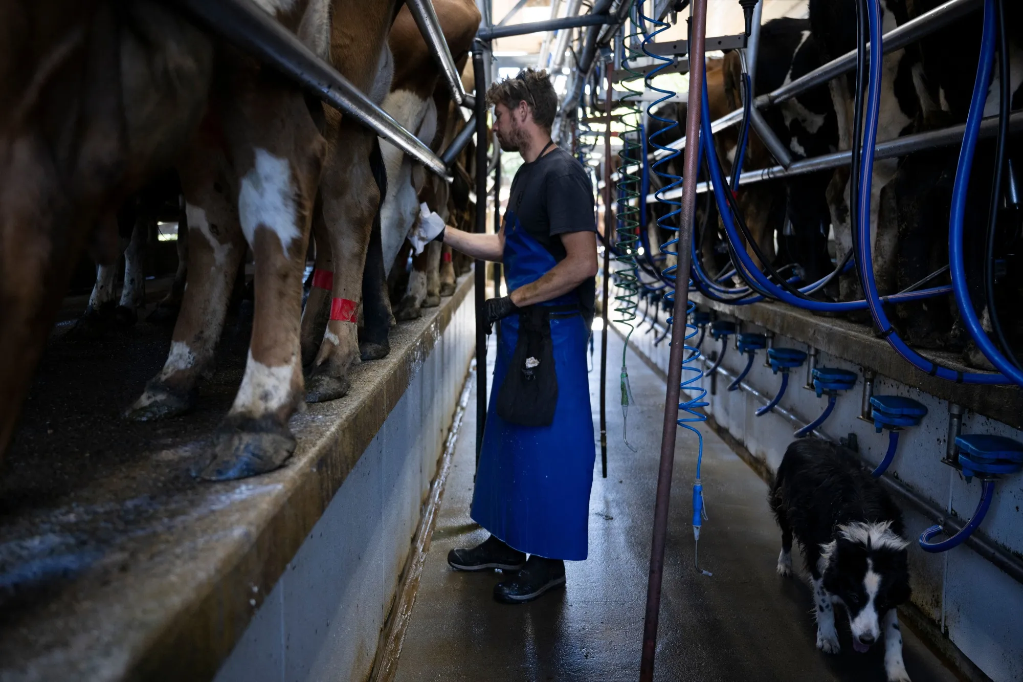 Bird Flu Outbreak in Dairy Cows Raises Key Questions for Scientists ...