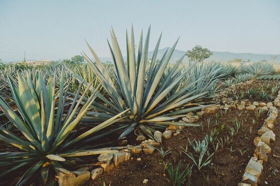 Fighting Environmental Degradation, One Bottle of Fancy Mezcal at a Time