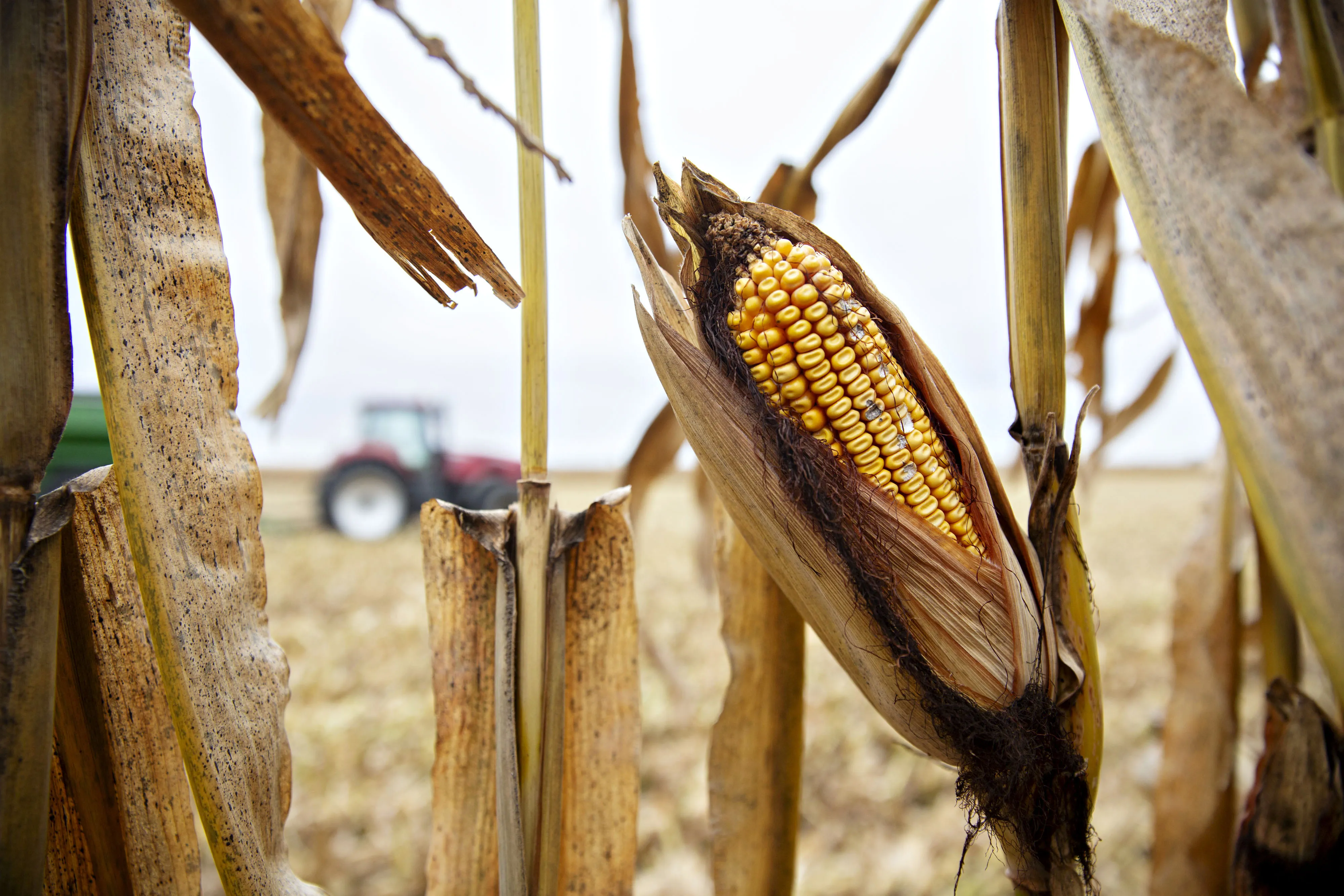 Corn stands in a field during harvest outside Walnut, Illinois.