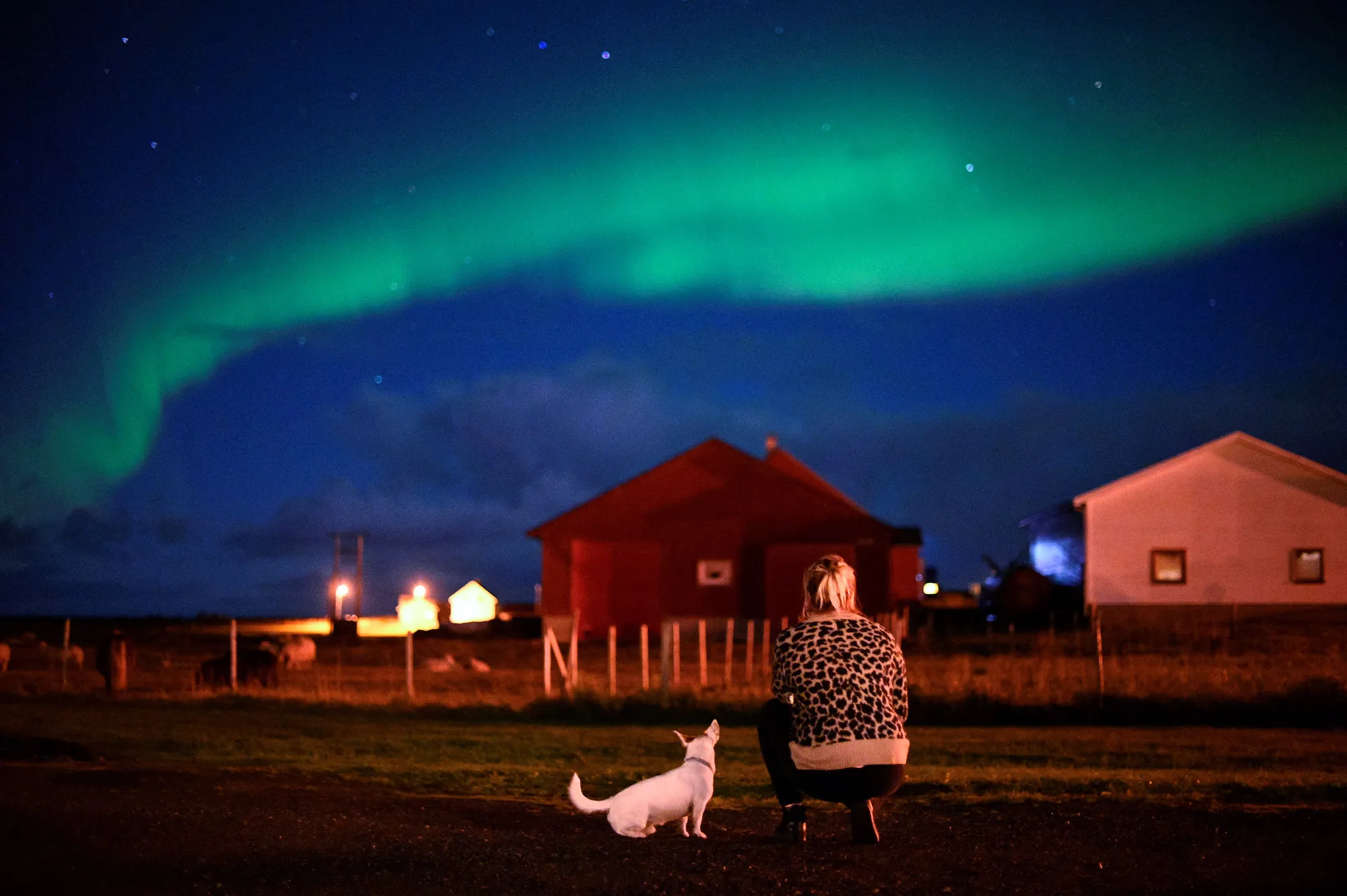 A dog stands under northern lights, Norway