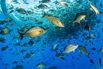 Venture Capitalists Are Aiming to Disrupt Fish Farming