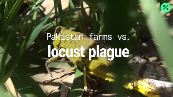 ‘Our Children Will Starve’ Say Pakistan Farmers as Locusts Breed