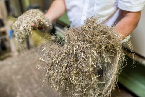 Hemp fibre production.