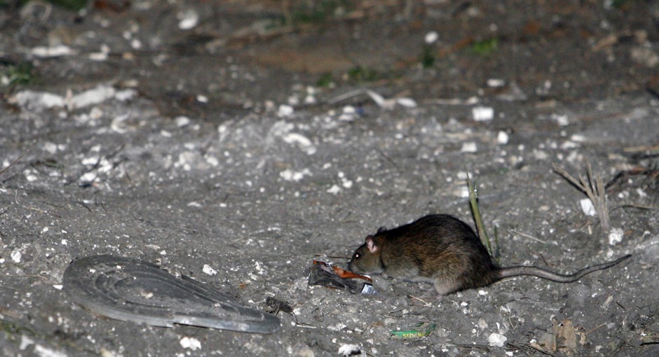 A rat forages for food in the Lower Ninth Ward of New Orleans.