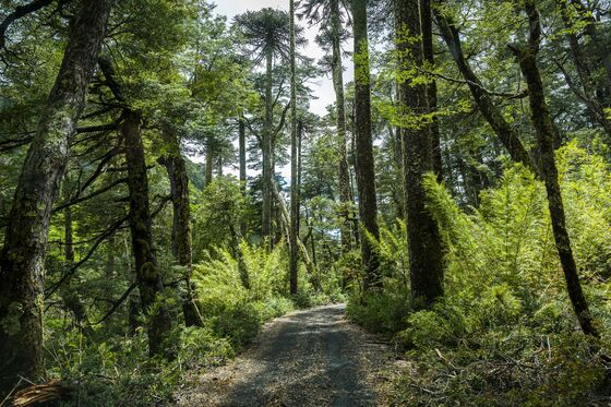 To Zero Out Emissions, Chile Must Rethink Its Forestry Industry