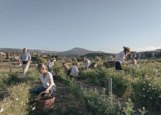Jasmine pickers for Dior on the Domaine de Manon, in the village of Plascassier near Grasse. Carole's family has grown jasmine since the 1930s and today grows jasmine, rose and tuberose exclusively for Dior. France, September 2022.