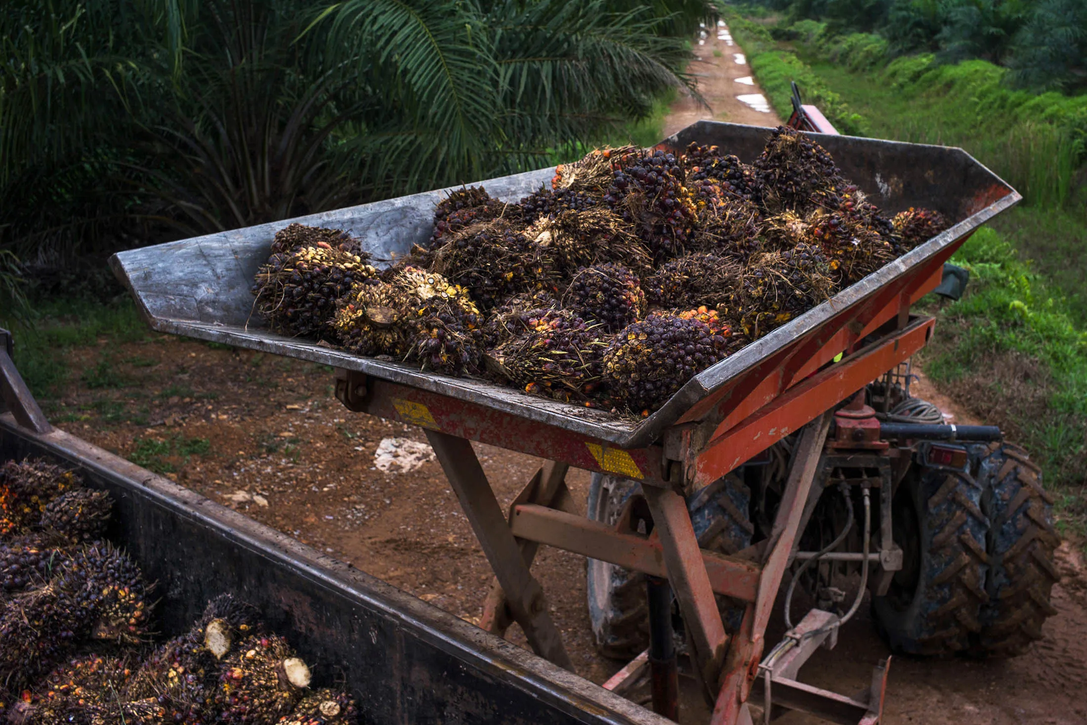 Harvested oil palm fruit is unloaded into a container from a tractor with a mechanized trailer at a plantation in Selangor, Malaysia.
