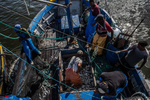 A group of fishermen stock sardines that will be transformed into fish flour in Guanabara bay, Rio de Janeiro.