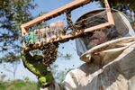 A beekeeper inspects his newborn European&nbsp;bees in Sao Roque, Sao Paulo state, Brazil.