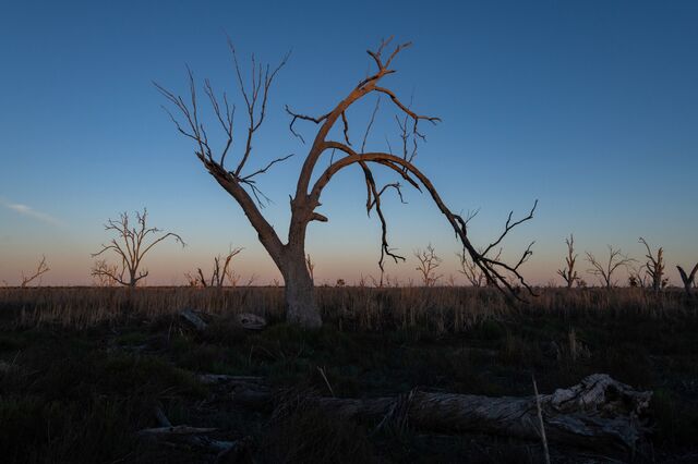 Hundreds of dead eucalyptus trees in the Macquarie Valley, NSW, in December.