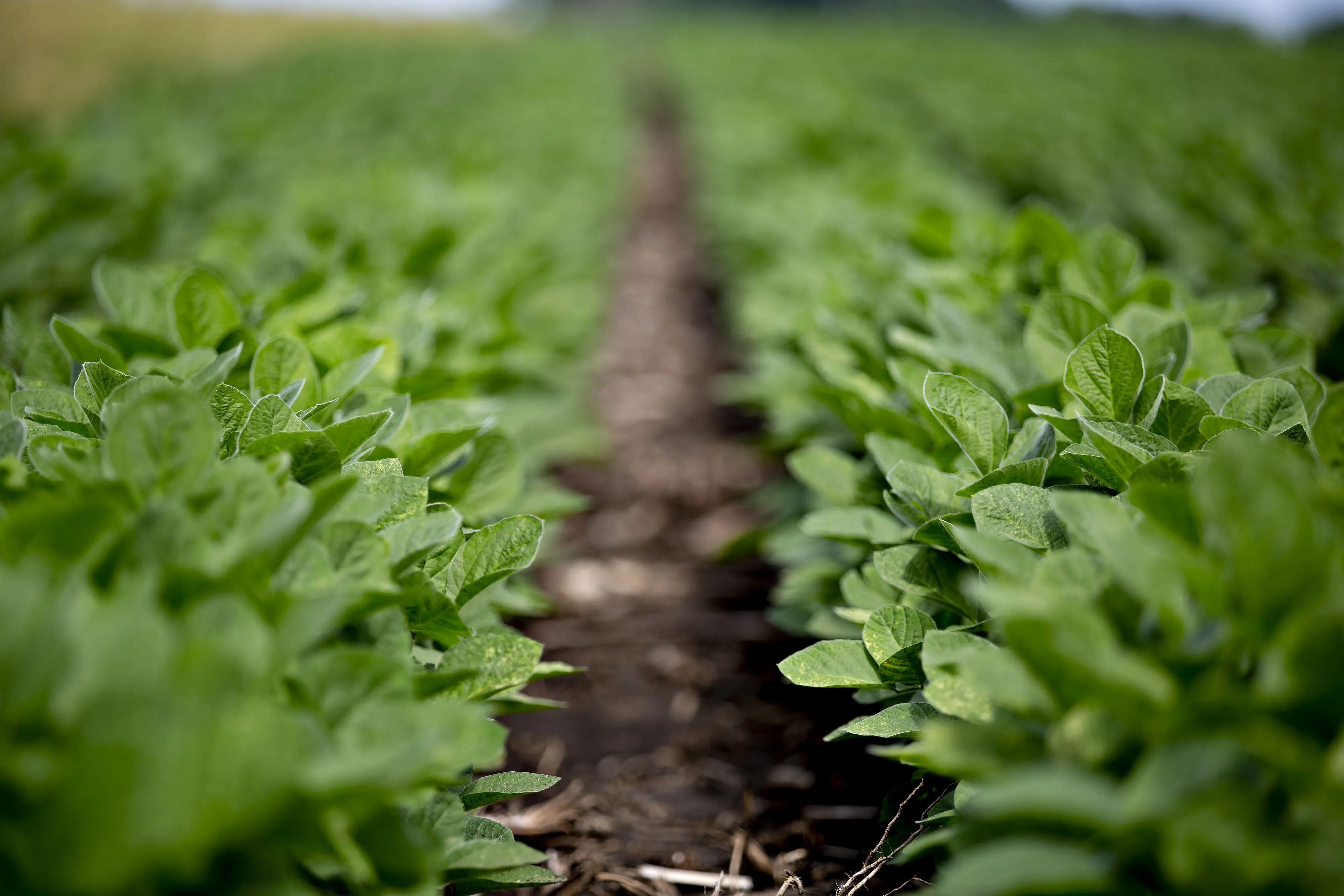 Soybeans And Corn As U.S.-China Trade Spat Means Crops Get Cheaper