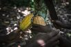 Cocoa Farming In Ivory Coast