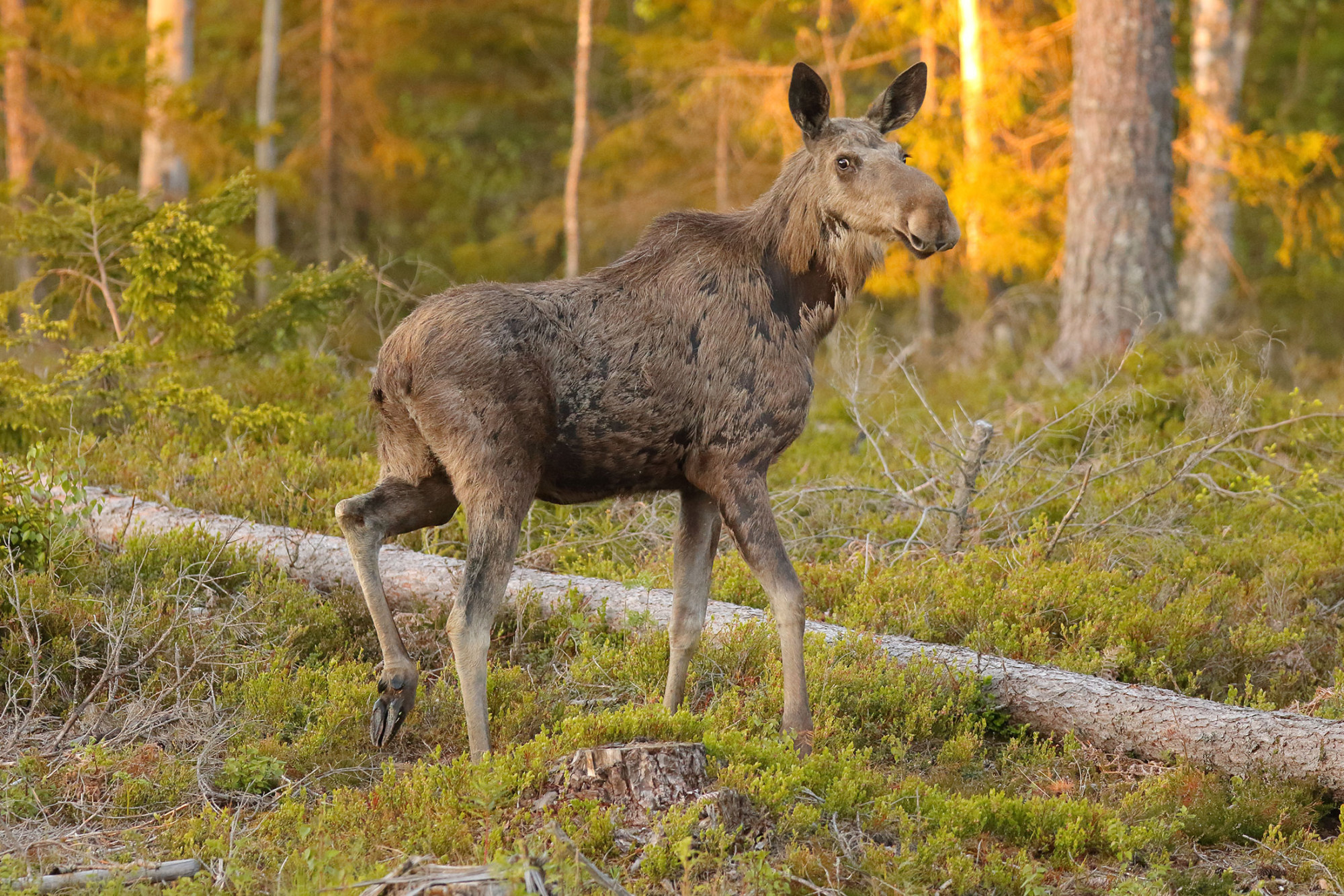 Swedish Elk-Hunt Bribery Case Widens to Handelsbanken Chairman