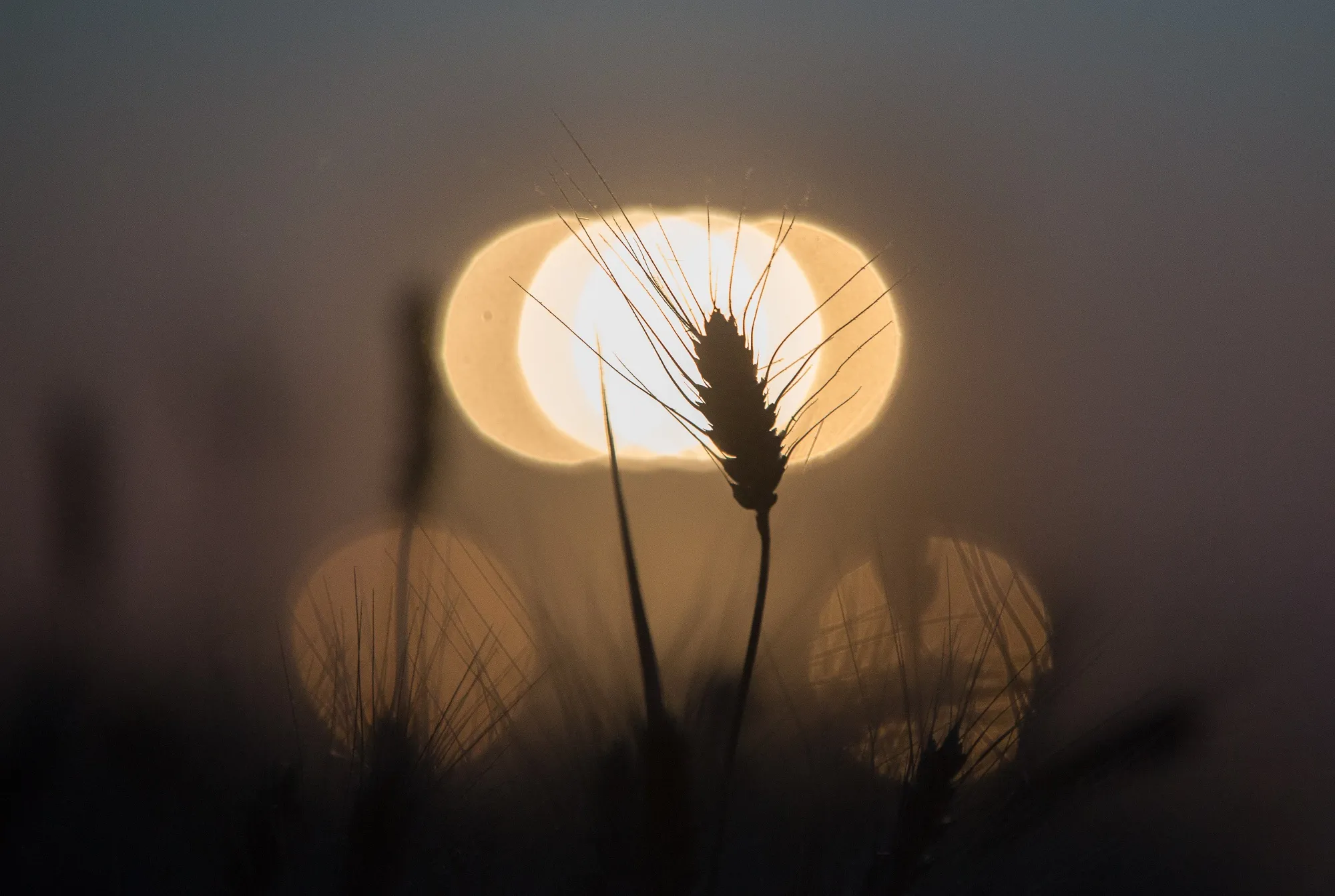 Wheat Harvest As Saudi Arabia Considers Russian Farm Trade