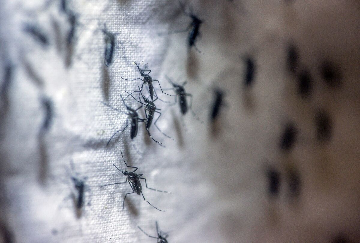 Malaria Makes Comeback Amid Pandemic Disruption WHO Says Bloomberg   1200x809 