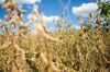 Soybeans stand ready to be harvested at the Santa Cruz farm near Atibaia, Brazil, on Wednesday, March 29, 2017. Brazil is world's biggest soybean exporter and second largest producer behind the U.S., according to the USDA.