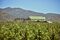 mexico-wine-bloomberg-finca-la-carrodilla-01