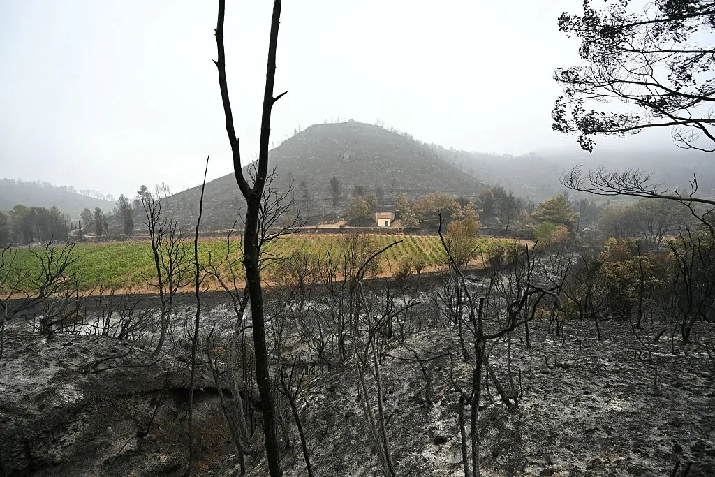 A&nbsp;field and trees burned by a fire, in Talairan, southern France on Aug.&nbsp;8.