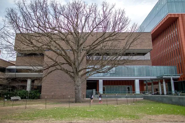Ross School of Business Wants A 200-Year-Old Oak to Make Like a Tree and Leave