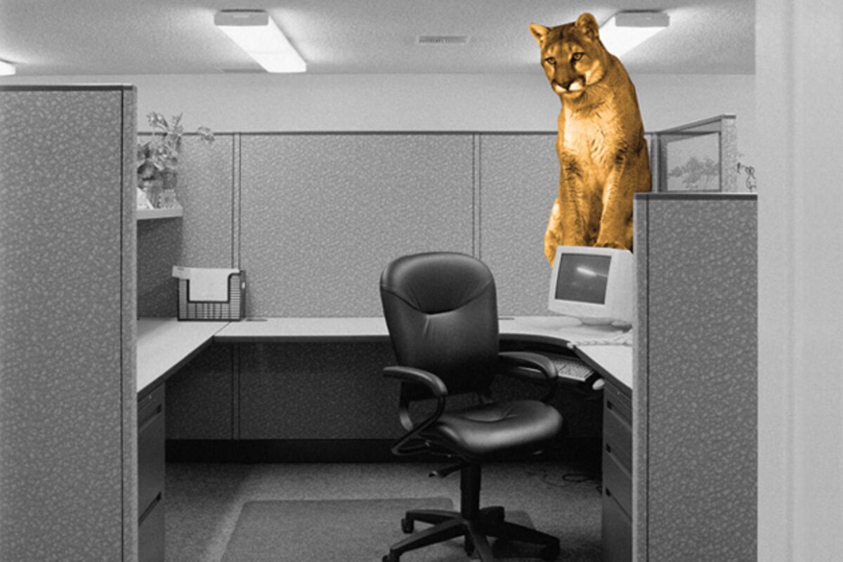 What to Do If There�s a Mountain Lion in Your Office
