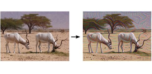 A wildlife photo gets a little trippy when put through DeepDream.