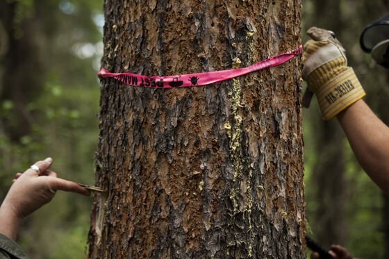 Millions of Beetles Are Wiping Out Forests All Across the World