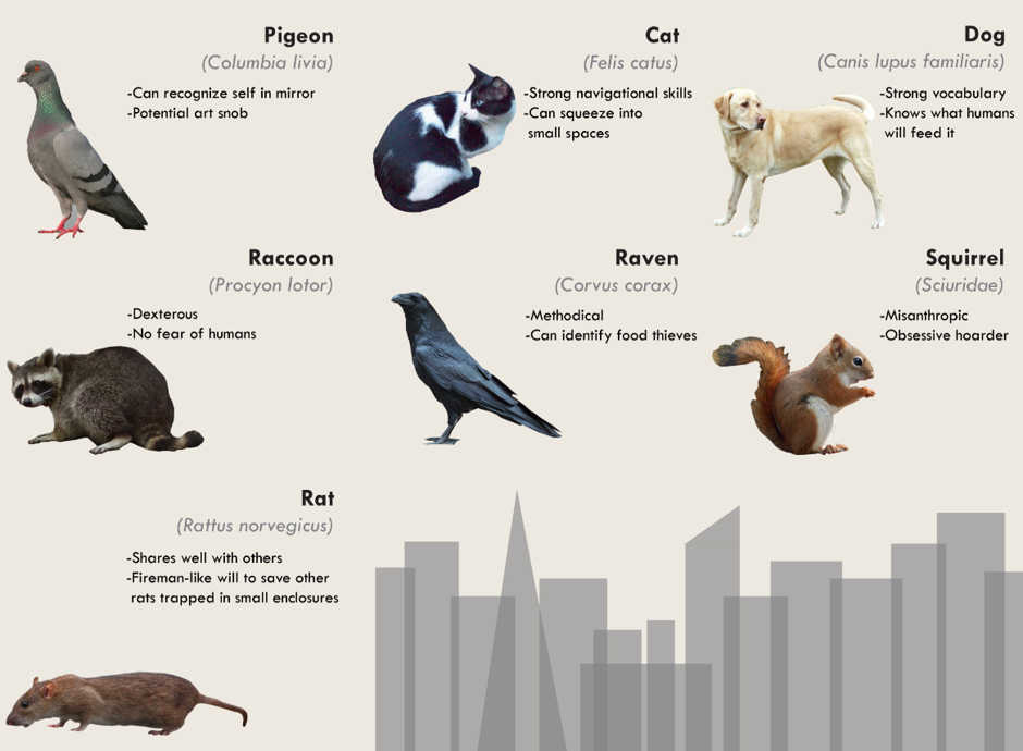 How Squirrels, Pigeons, and Rats Are All Smarter Than You - Bloomberg
