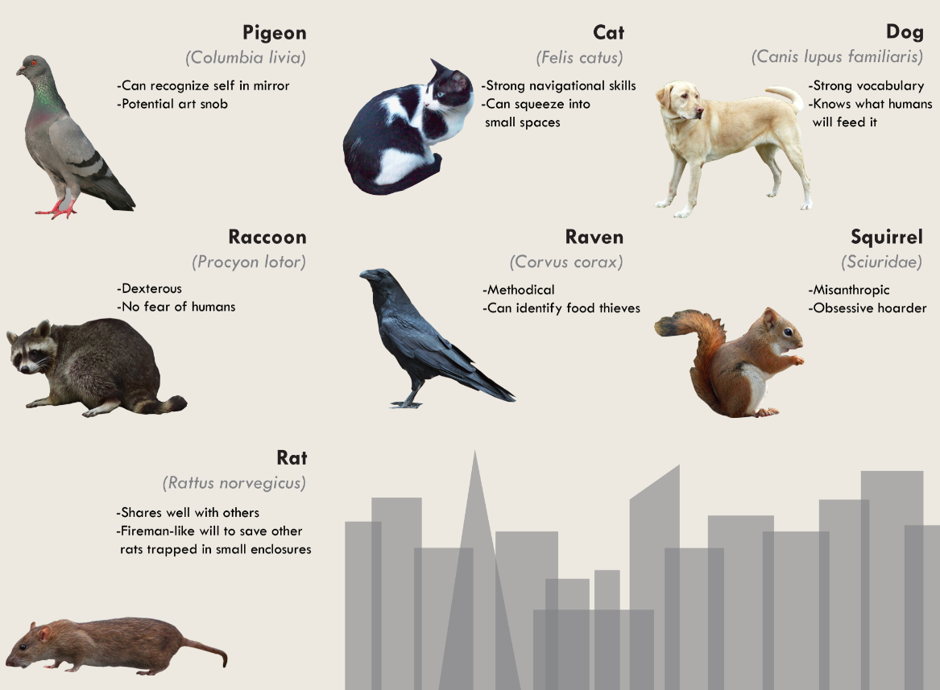 how-squirrels-pigeons-and-rats-are-all-smarter-than-you-bloomberg