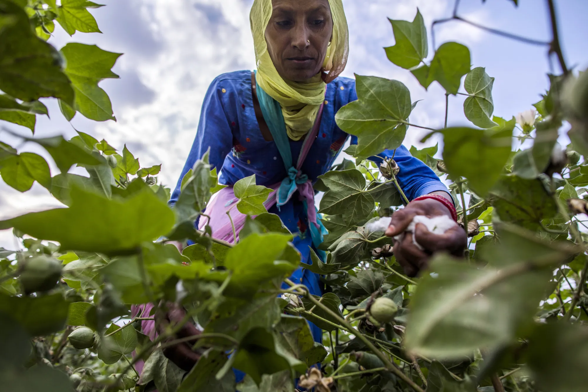A farmer hand-picks cotton in a field in Sirsa, Haryana, India.