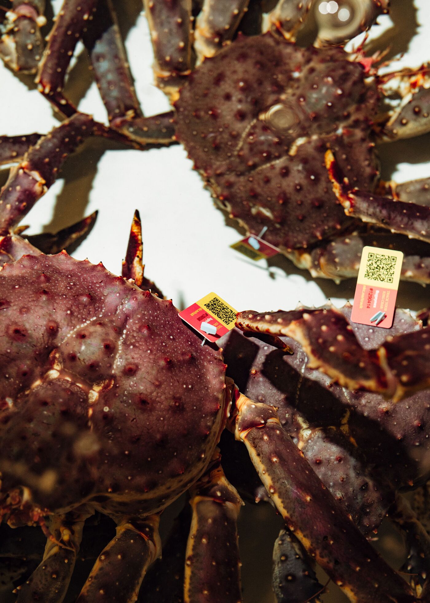 King Crab Fishing in Norway Stocks American Seafood Restaurants