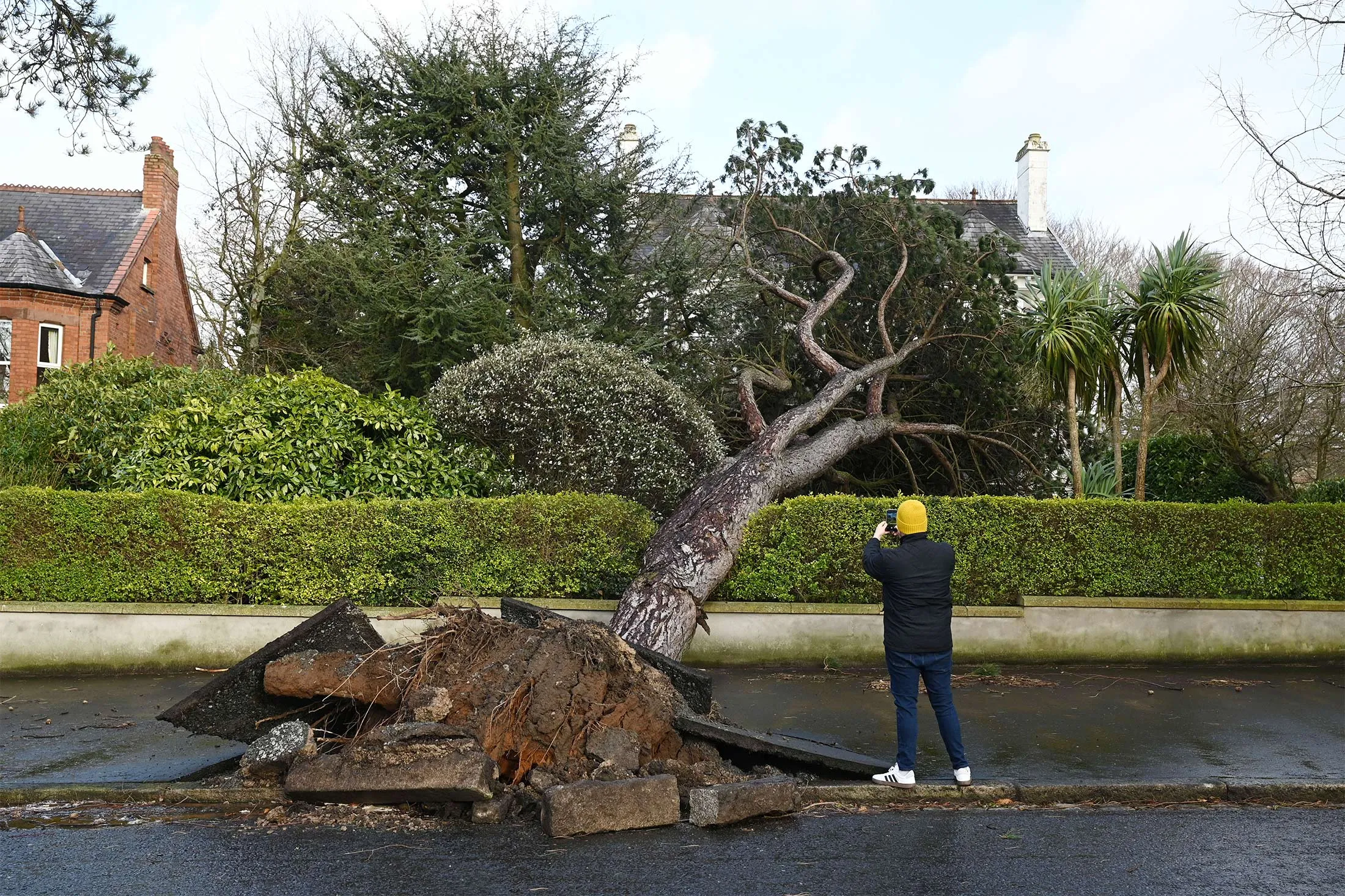 A fallen tree brought down during winter storm Éowyn in Belfast, Northern Ireland, on Jan. 24.